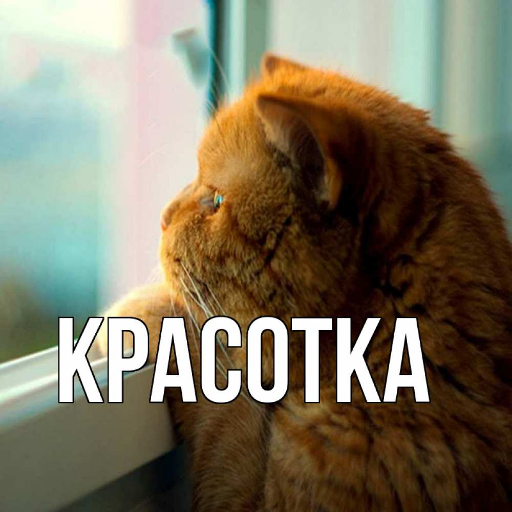 Открытка на каждый день с именем, красотка Главная большой огромный рыжий котяра Прикольная открытка с пожеланием онлайн скачать бесплатно 