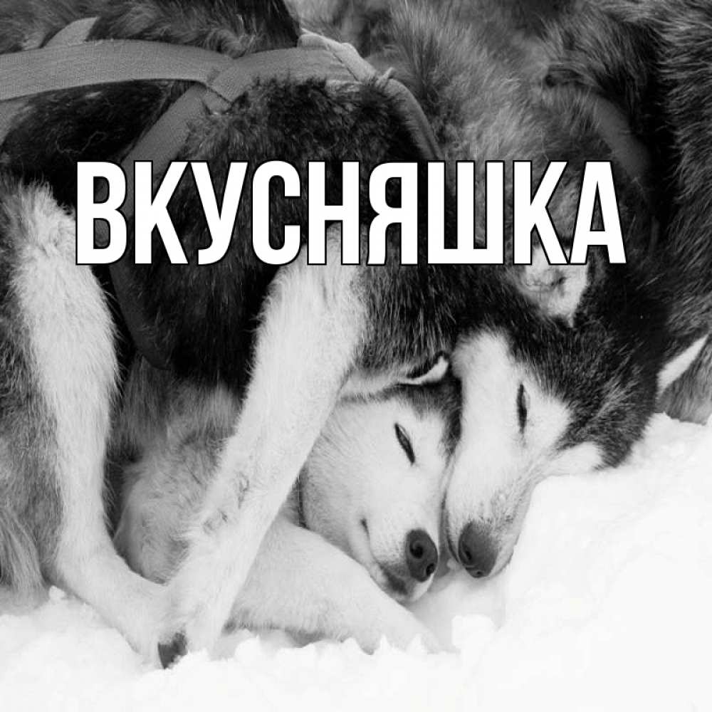 Открытка на каждый день с именем, Вкусняшка Главная собачки в упряжке Прикольная открытка с пожеланием онлайн скачать бесплатно 