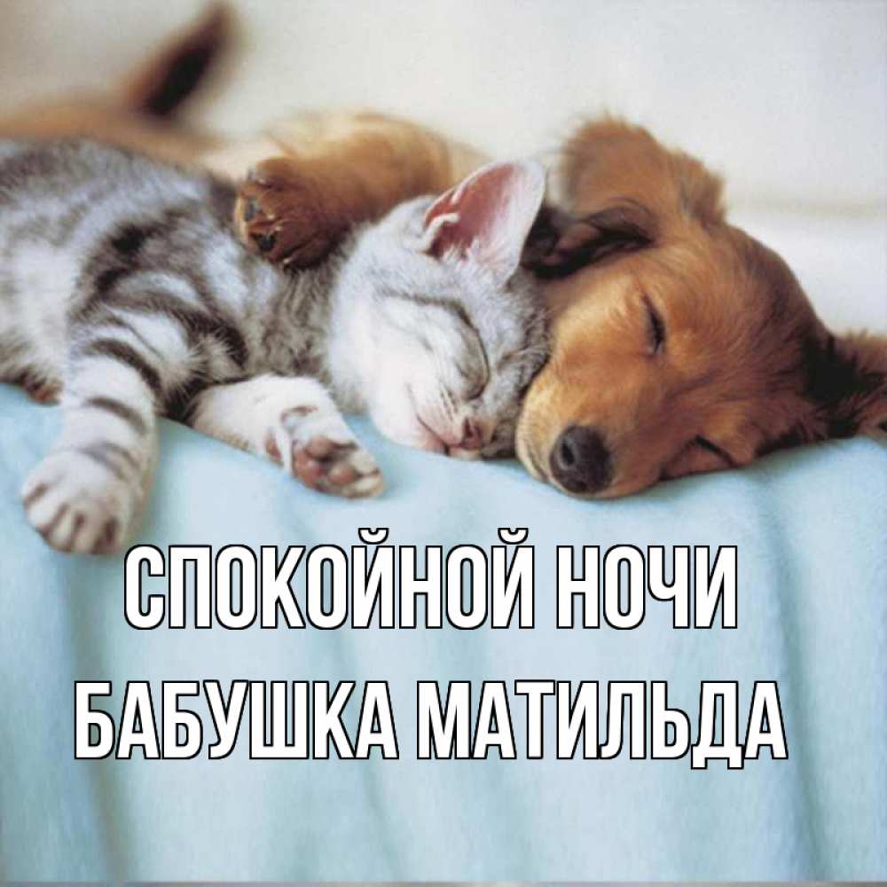 Открытка на каждый день с именем, Бабушка-Матильда Спокойной ночи с животными Прикольная открытка с пожеланием онлайн скачать бесплатно 