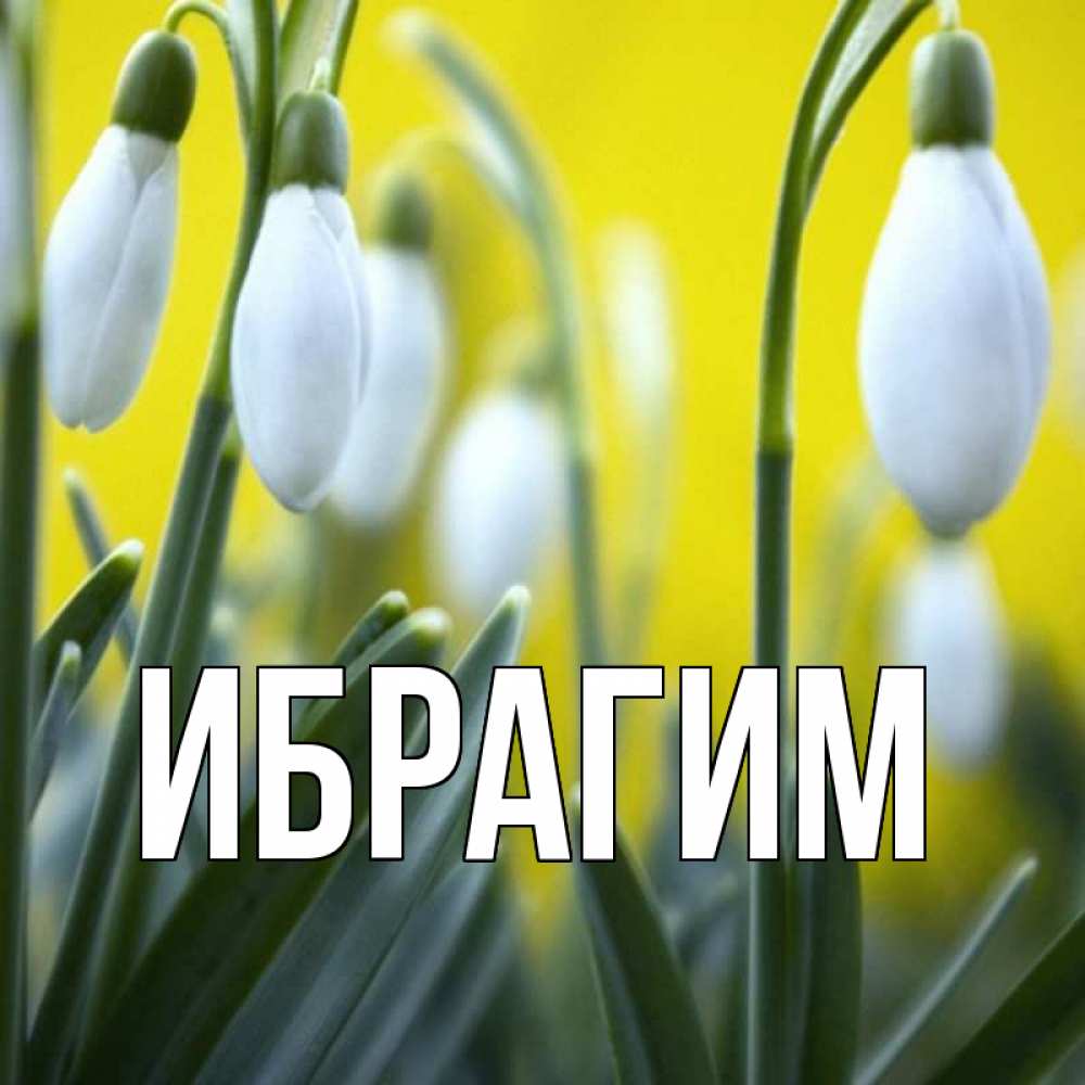 Открытка на каждый день с именем, Ибрагим Главная весенние цветы Прикольная открытка с пожеланием онлайн скачать бесплатно 