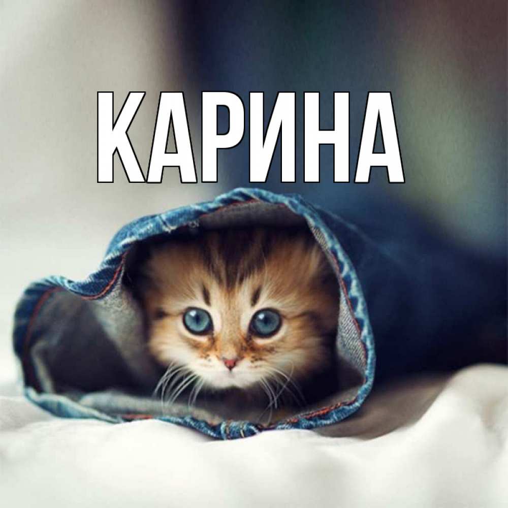 Открытка на каждый день с именем, Карина Главная кот в одежде Прикольная открытка с пожеланием онлайн скачать бесплатно 