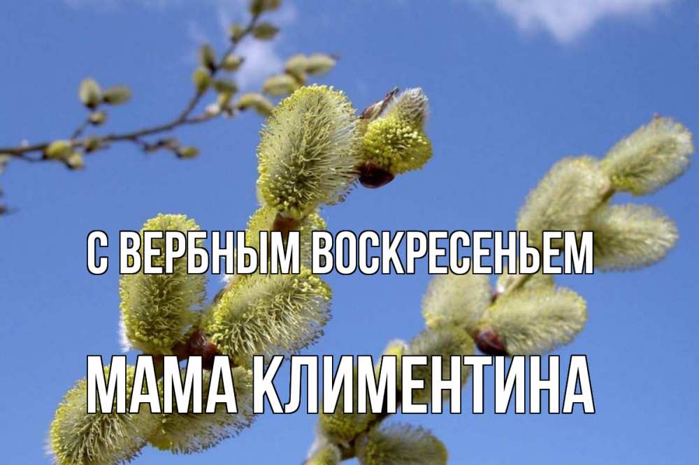 Открытка на каждый день с именем, Мама-Климентина С вербным воскресеньем верба Прикольная открытка с пожеланием онлайн скачать бесплатно 