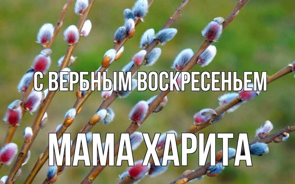 Открытка на каждый день с именем, Мама-Харита С вербным воскресеньем верба Прикольная открытка с пожеланием онлайн скачать бесплатно 