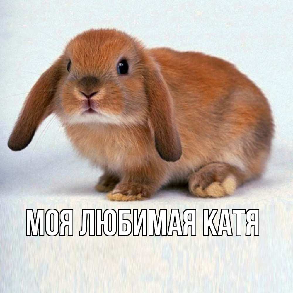 Открытка на каждый день с именем, Моя-любимая-Катя Главная кроль коричневый Прикольная открытка с пожеланием онлайн скачать бесплатно 