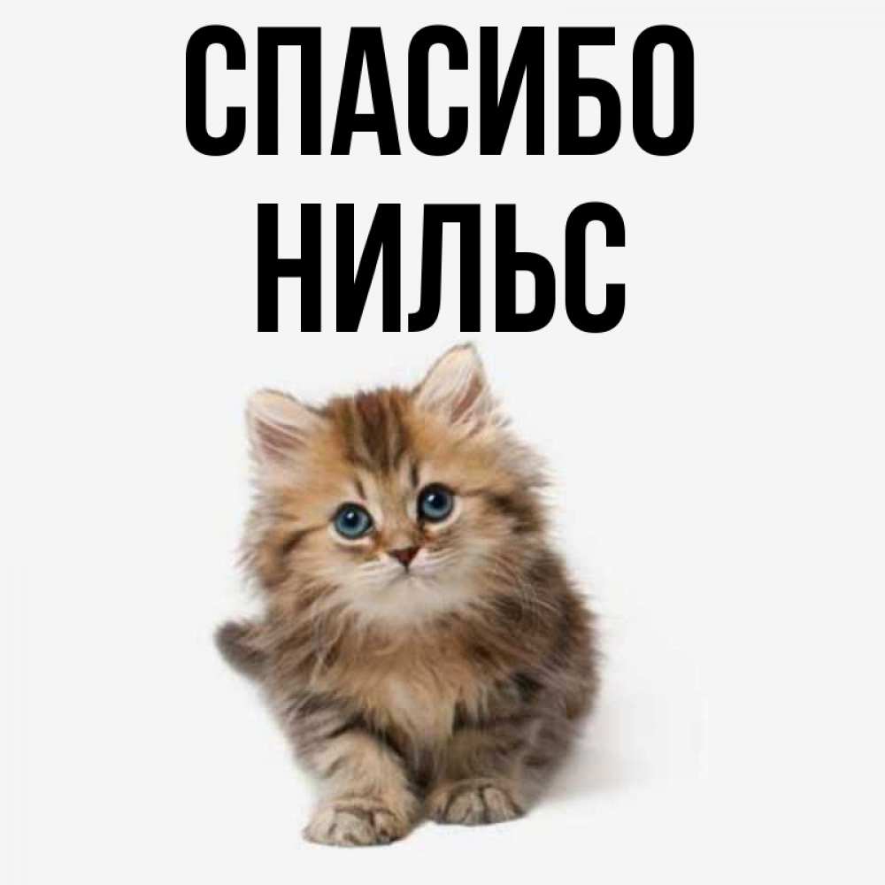 Открытка на каждый день с именем, Нильс Спасибо пушистый котик Прикольная открытка с пожеланием онлайн скачать бесплатно 