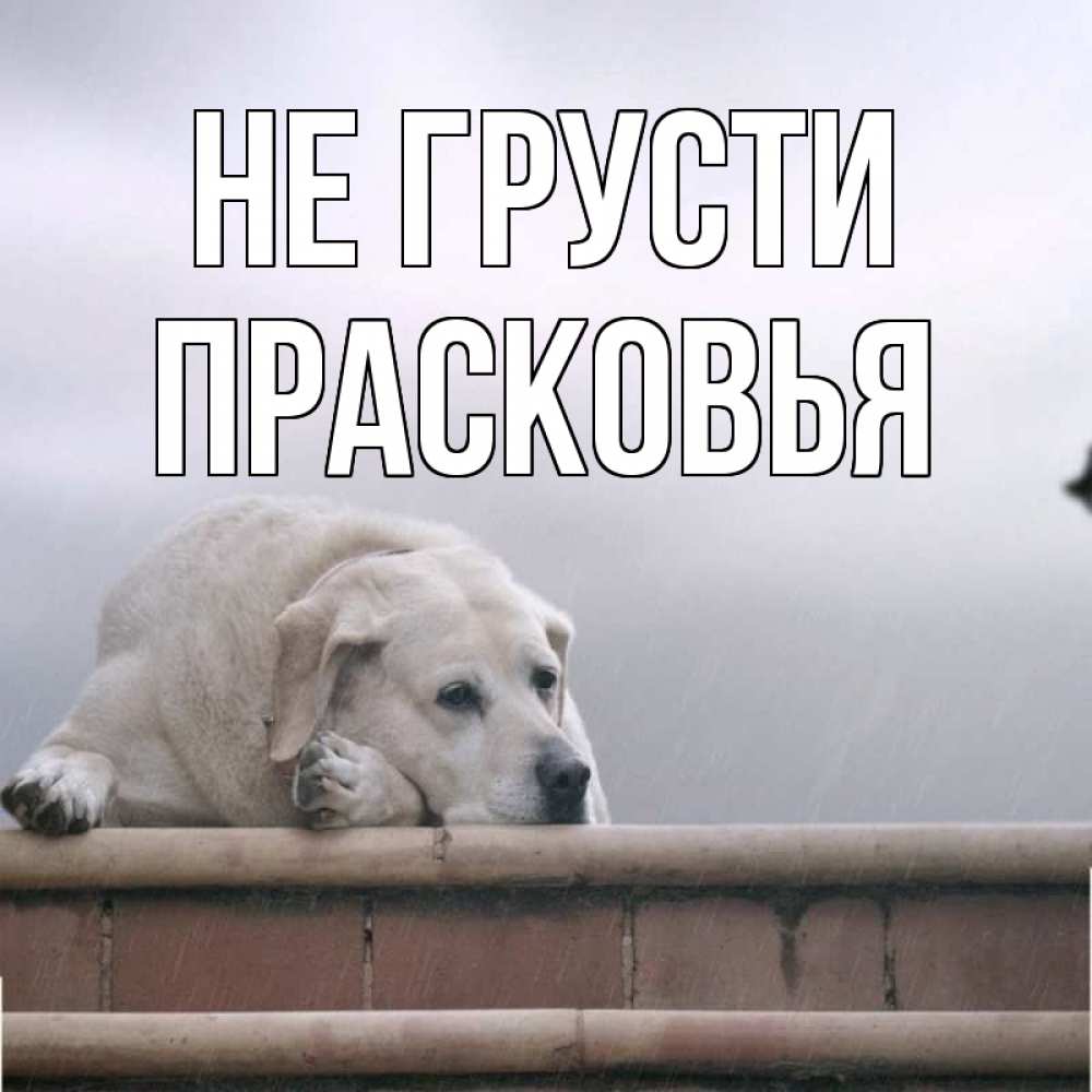 Открытка на каждый день с именем, Прасковья Не грусти белый пес 1 Прикольная открытка с пожеланием онлайн скачать бесплатно 