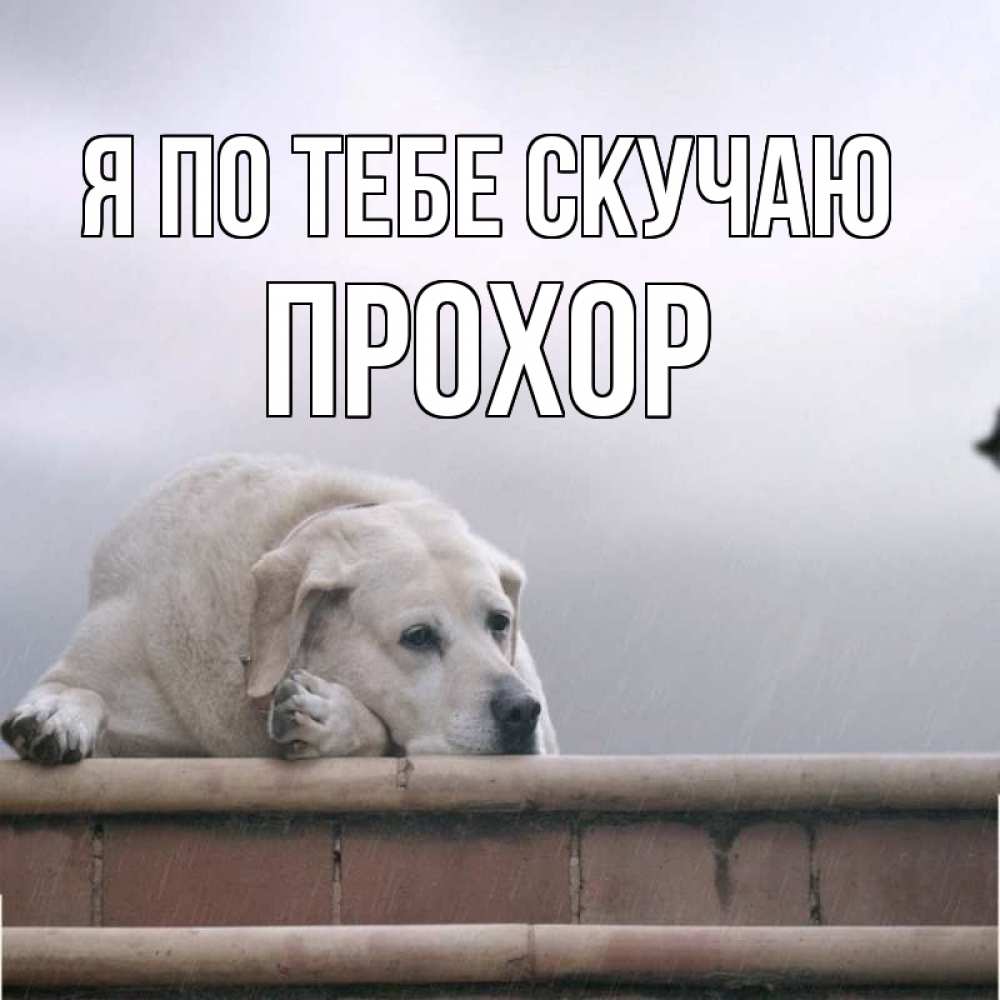 Открытка на каждый день с именем, Прохор Я по тебе скучаю ждет Прикольная открытка с пожеланием онлайн скачать бесплатно 