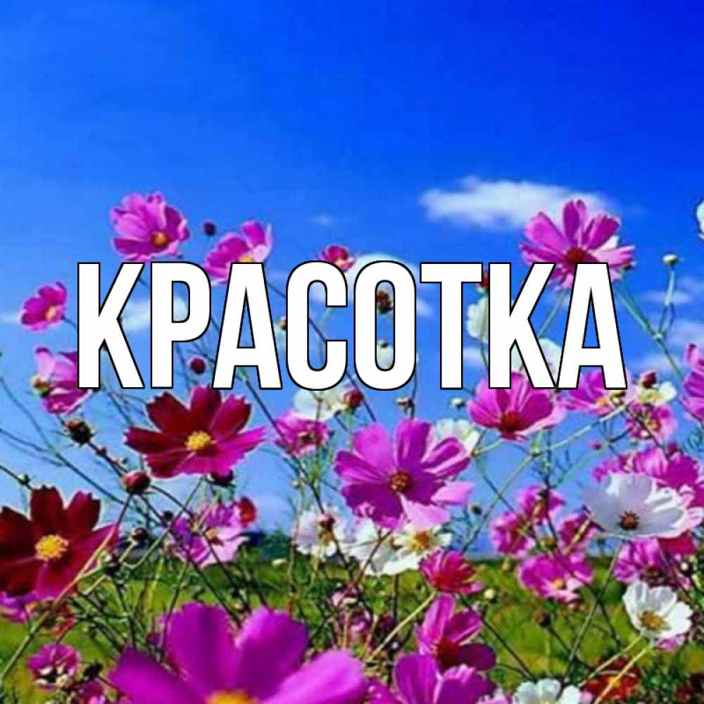 Открытка на каждый день с именем, красотка Главная цветы Прикольная открытка с пожеланием онлайн скачать бесплатно 