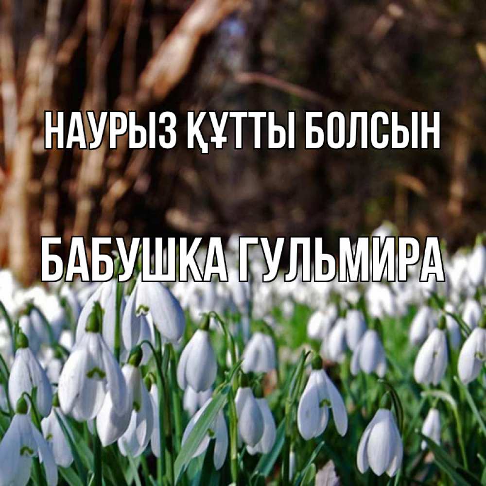 Открытка на каждый день с именем, Бабушка-Гульмира Наурыз құтты болсын с подснежниками 1 Прикольная открытка с пожеланием онлайн скачать бесплатно 