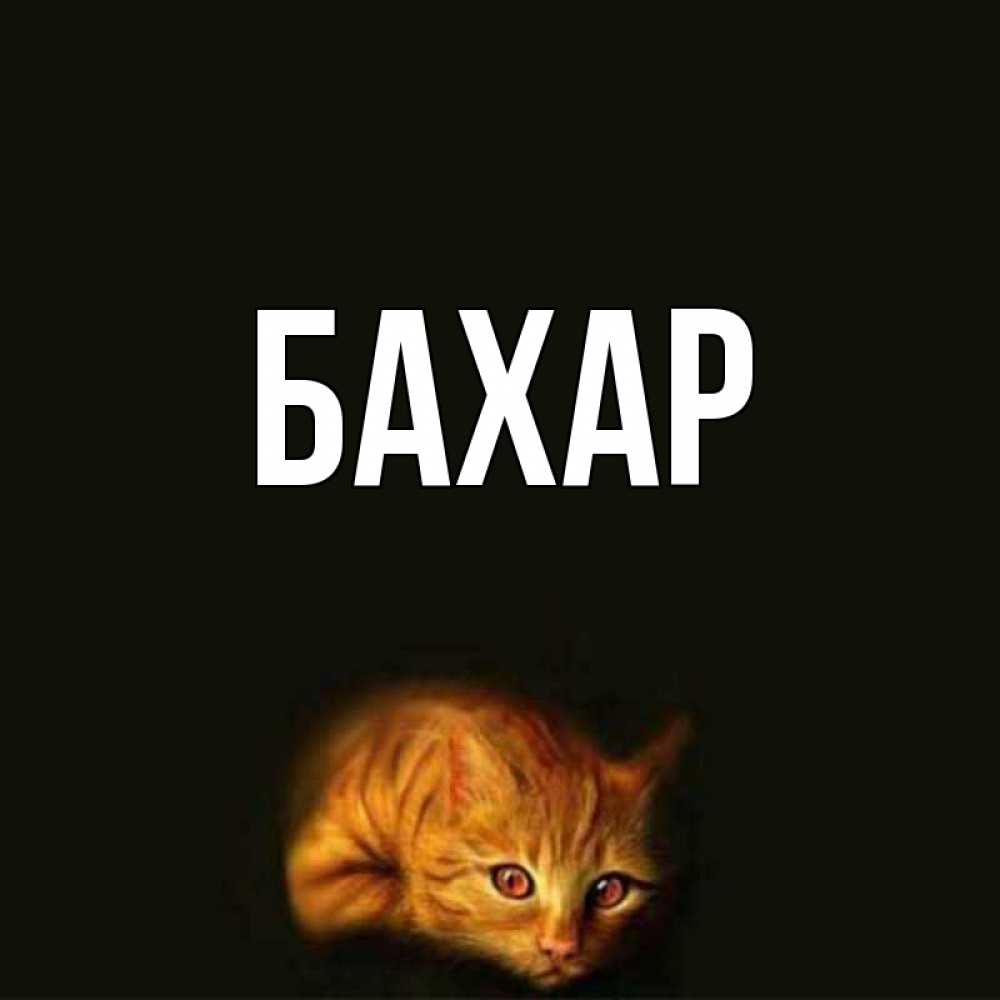 Открытка на каждый день с именем, Бахар Главная лежащий кот в темноте Прикольная открытка с пожеланием онлайн скачать бесплатно 