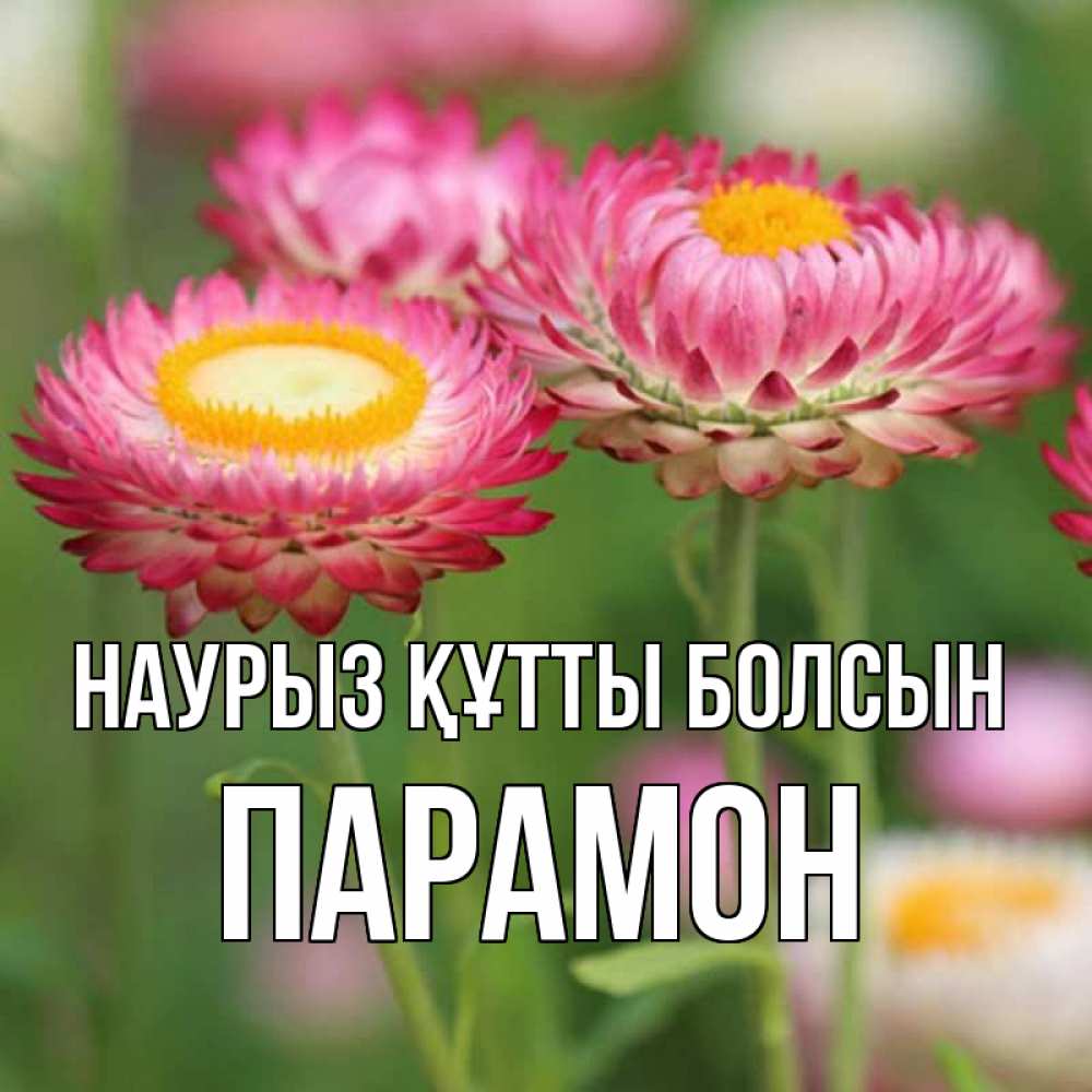Открытка на каждый день с именем, Парамон Наурыз құтты болсын подарок на международный женский день Прикольная открытка с пожеланием онлайн скачать бесплатно 
