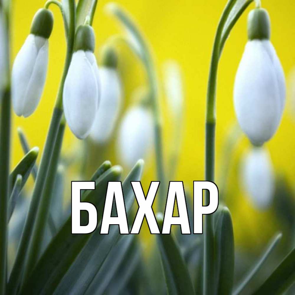 Открытка на каждый день с именем, Бахар Главная весенние цветы Прикольная открытка с пожеланием онлайн скачать бесплатно 