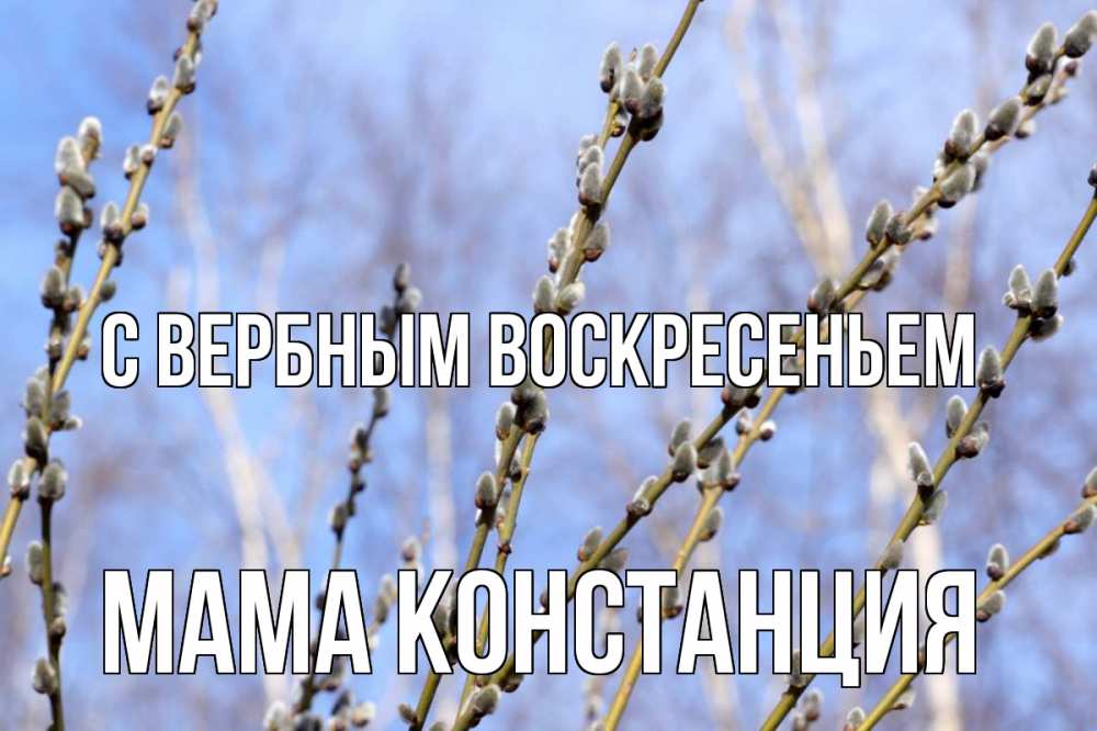 Открытка на каждый день с именем, Мама-Констанция С вербным воскресеньем верба Прикольная открытка с пожеланием онлайн скачать бесплатно 