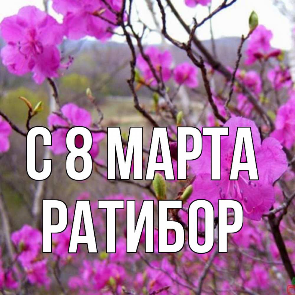 Открытка на каждый день с именем, Ратибор С 8 МАРТА международный женский день Прикольная открытка с пожеланием онлайн скачать бесплатно 
