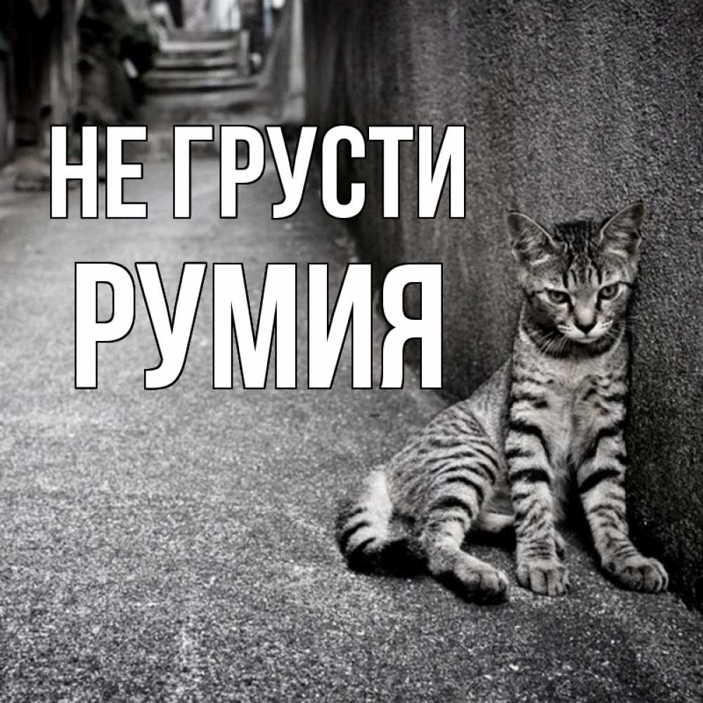 Открытка на каждый день с именем, Румия Не грусти скучающий котик Прикольная открытка с пожеланием онлайн скачать бесплатно 