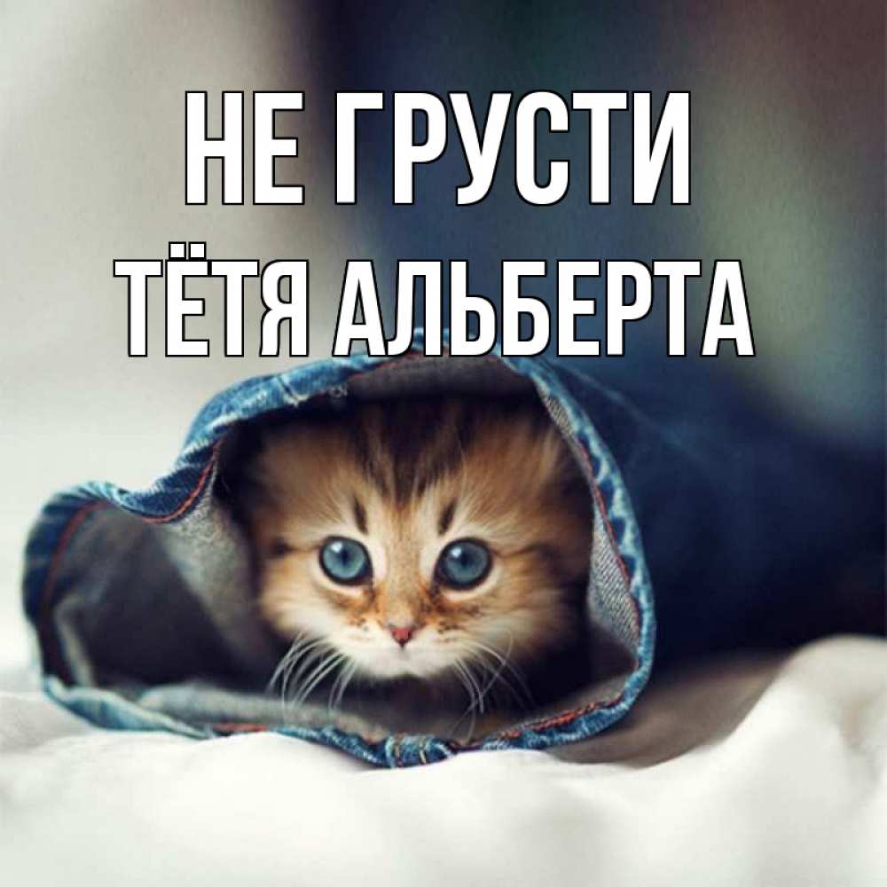 Открытка на каждый день с именем, Тётя-Альберта Не грусти кот в одежде Прикольная открытка с пожеланием онлайн скачать бесплатно 