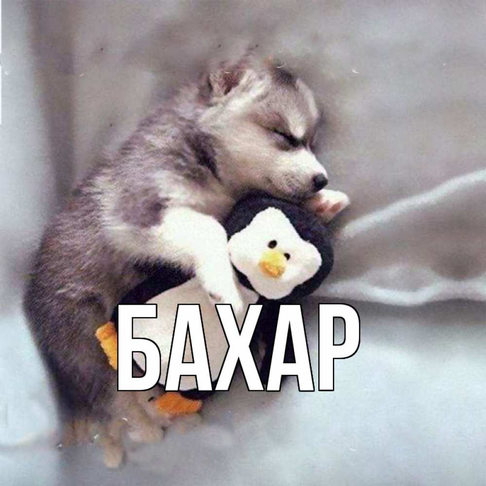 Открытка на каждый день с именем, Бахар Главная обнимашки щенка и пингвина Прикольная открытка с пожеланием онлайн скачать бесплатно 