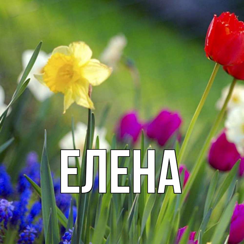 Открытка на каждый день с именем, Елена Главная международный женский день 3 Прикольная открытка с пожеланием онлайн скачать бесплатно 