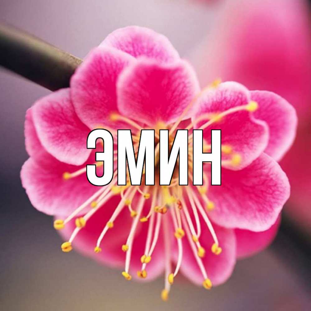 Открытки, эмине открытка