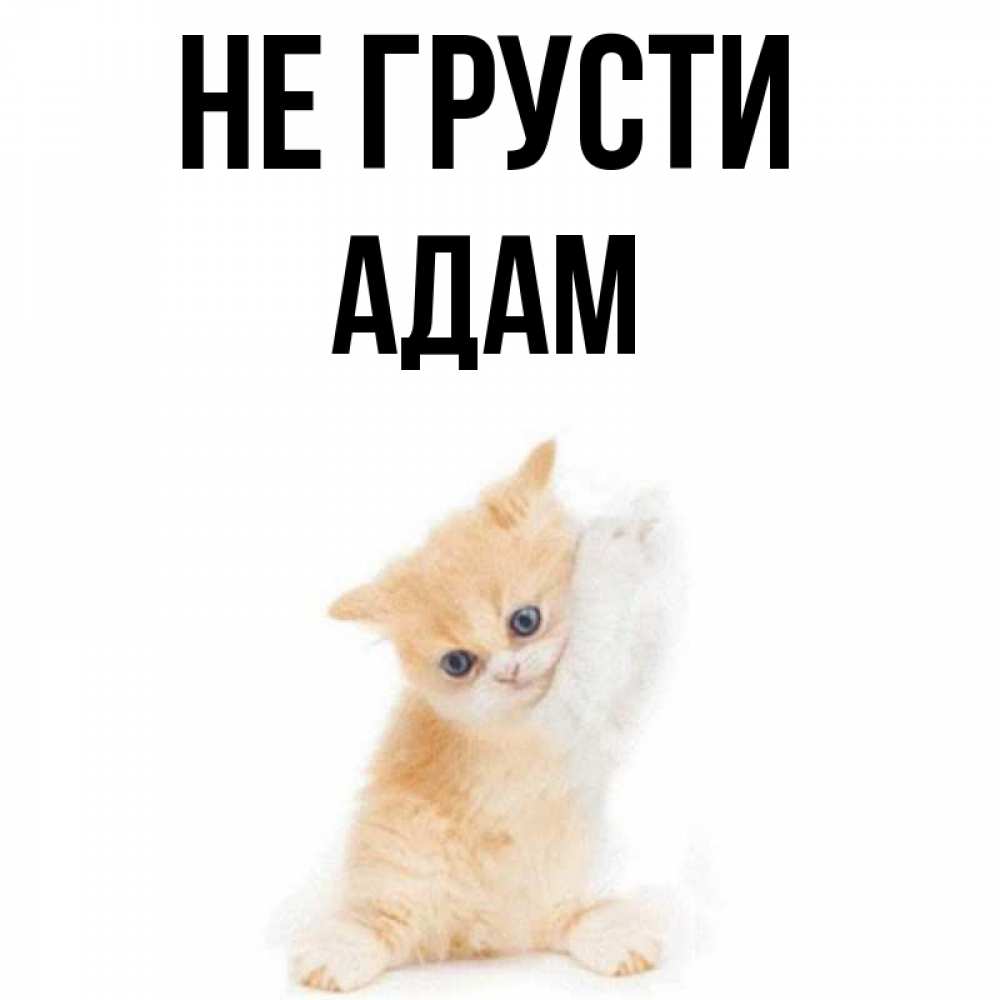 Открытка на каждый день с именем, Адам Не грусти просящий кот Прикольная открытка с пожеланием онлайн скачать бесплатно 