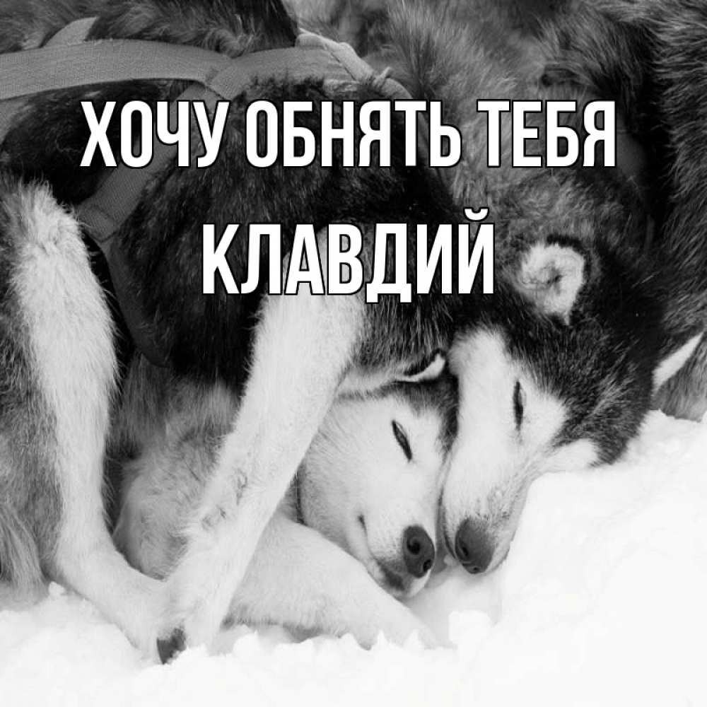Открытка на каждый день с именем, Клавдий Хочу обнять тебя собачки в упряжке Прикольная открытка с пожеланием онлайн скачать бесплатно 
