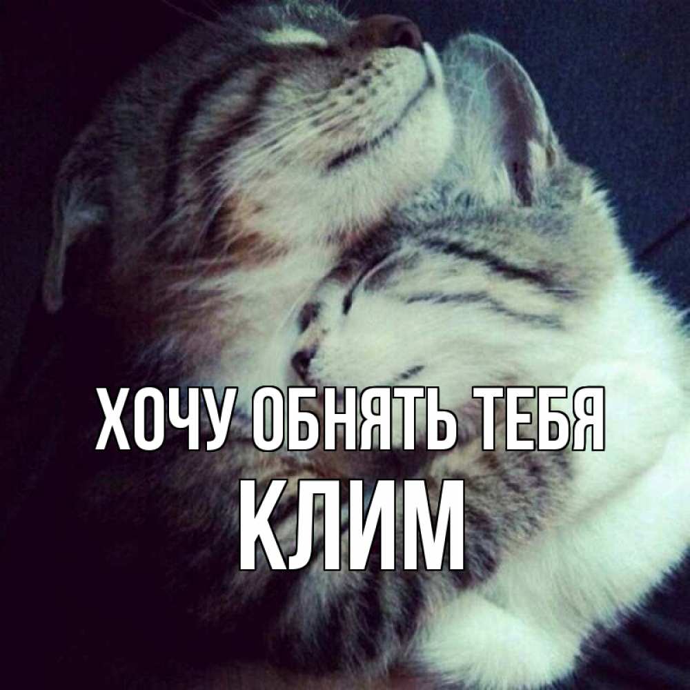 Открытка на каждый день с именем, Клим Хочу обнять тебя полосатики Прикольная открытка с пожеланием онлайн скачать бесплатно 