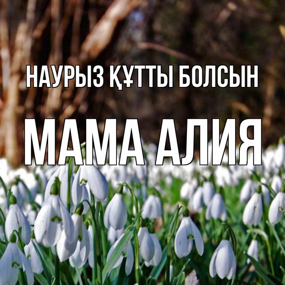 Открытка на каждый день с именем, Мама-Алия Наурыз құтты болсын с подснежниками 1 Прикольная открытка с пожеланием онлайн скачать бесплатно 