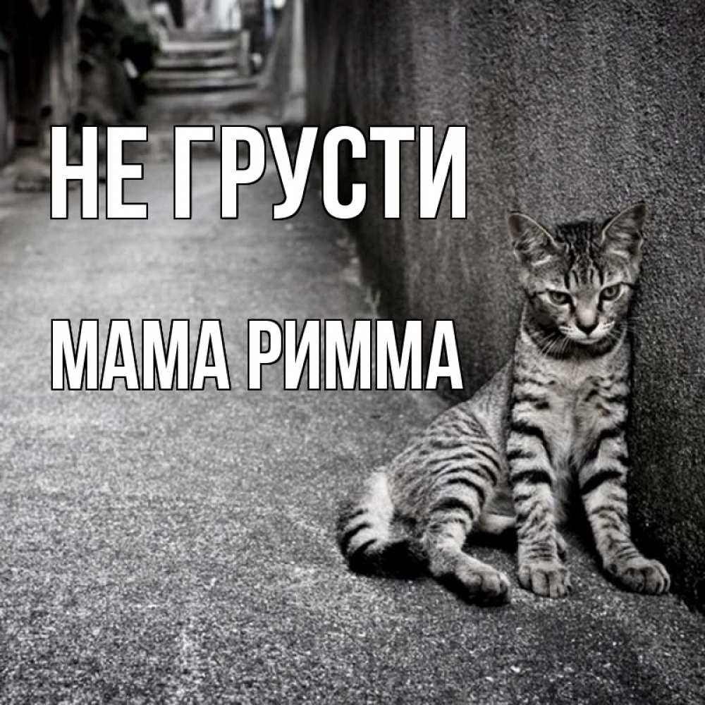 Открытка на каждый день с именем, Мама-Римма Не грусти скучающий котик Прикольная открытка с пожеланием онлайн скачать бесплатно 