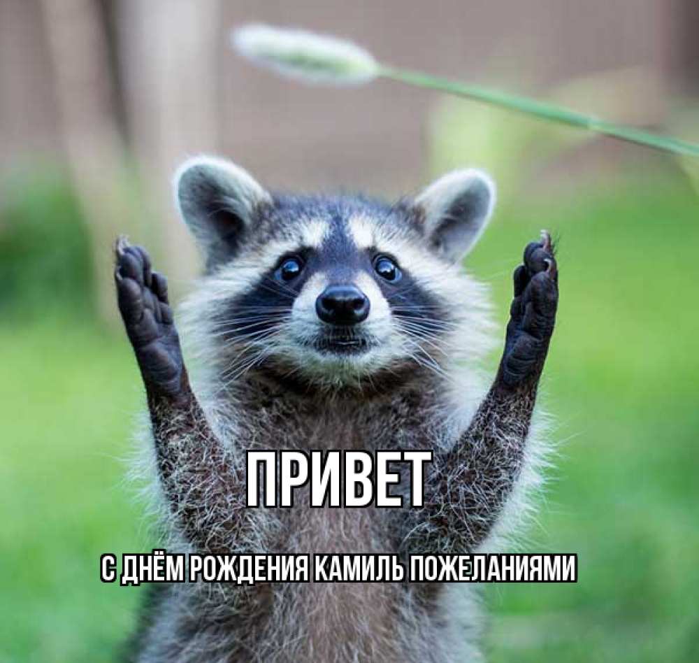 Открытка на каждый день с именем, С-днём-рождения-Камиль-пожеланиями Привет животные Прикольная открытка с пожеланием онлайн скачать бесплатно 