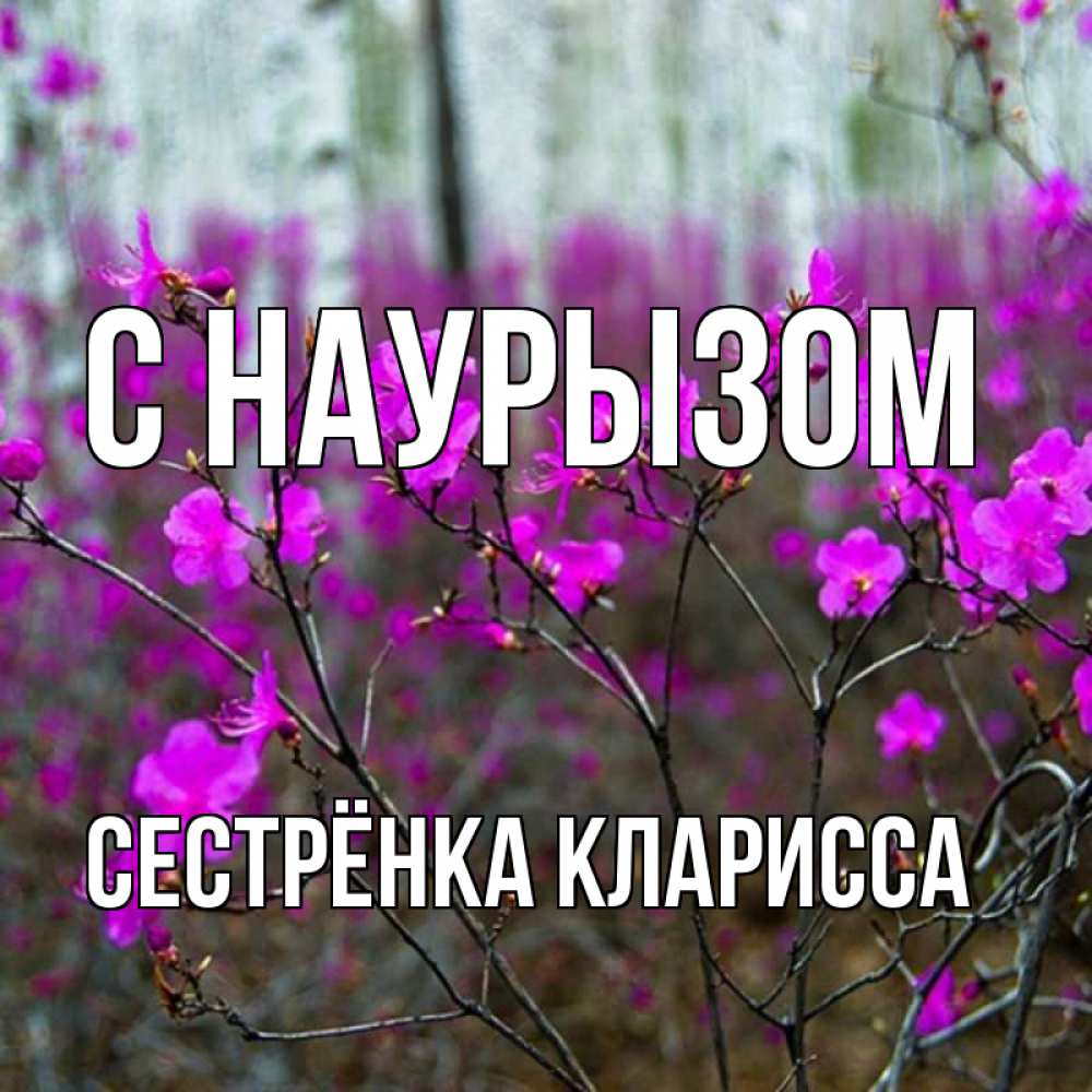 Открытка на каждый день с именем, Сестрёнка-Кларисса С наурызом дикие цветы Прикольная открытка с пожеланием онлайн скачать бесплатно 