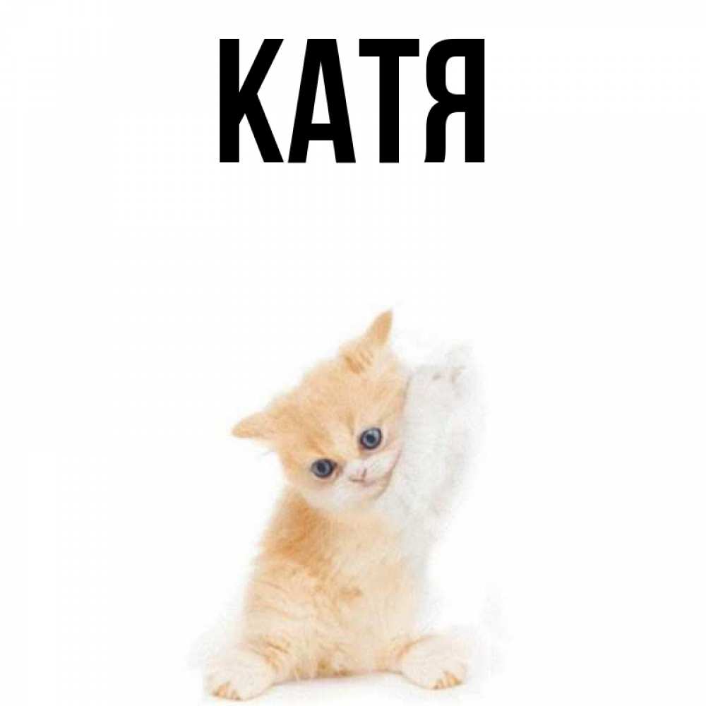 Открытка на каждый день с именем, Катя Главная зверушки и милота Прикольная открытка с пожеланием онлайн скачать бесплатно 