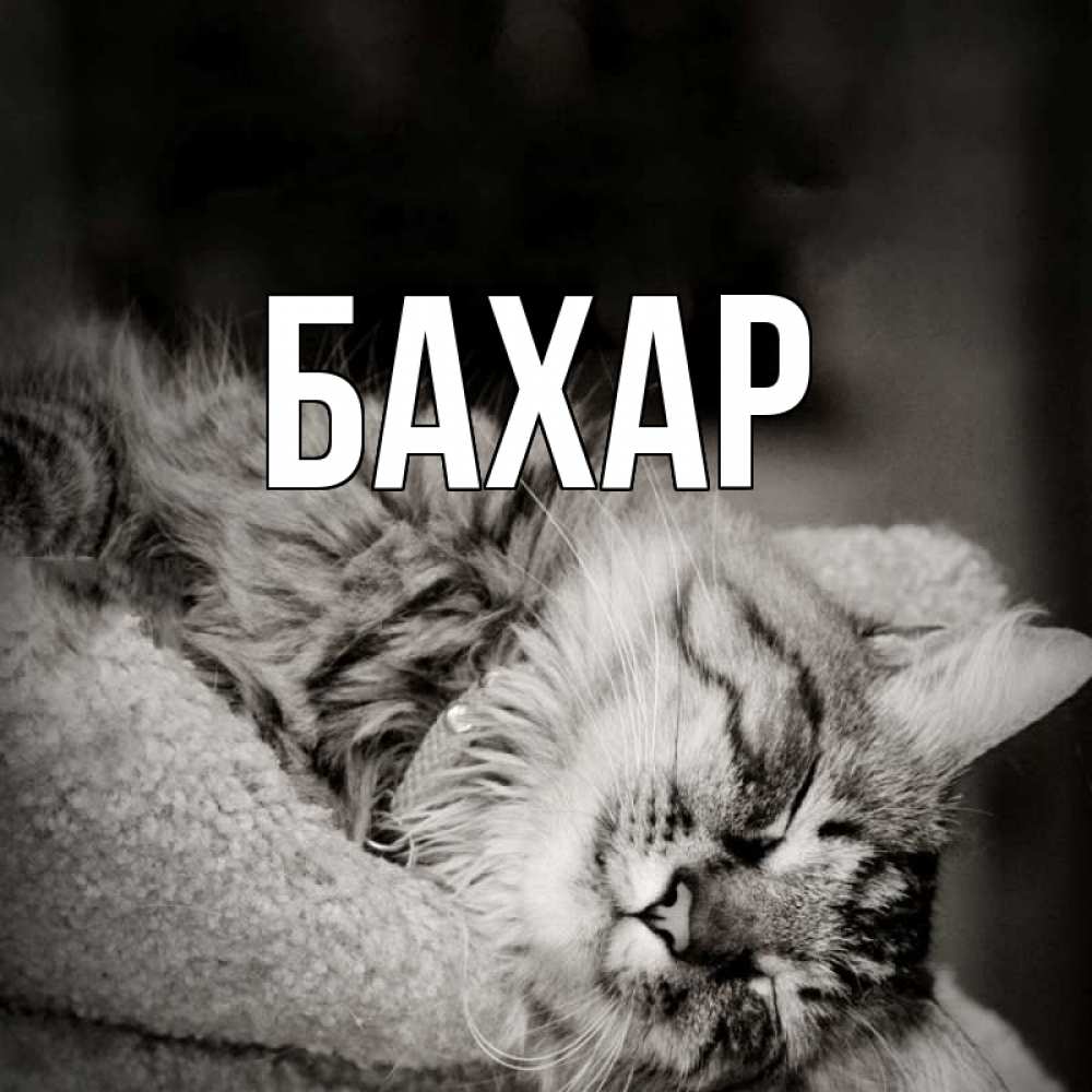 Открытка на каждый день с именем, Бахар Главная котярик пушистый Прикольная открытка с пожеланием онлайн скачать бесплатно 