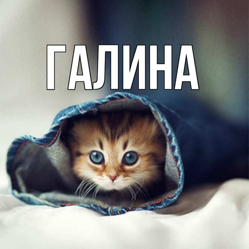 Открытка на каждый день с именем, Галина Главная кот в одежде Прикольная открытка с пожеланием онлайн скачать бесплатно 