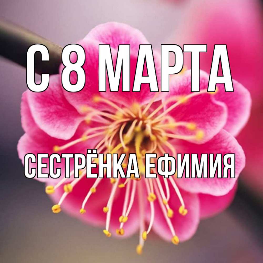 Открытка на каждый день с именем, Сестрёнка-Ефимия С 8 МАРТА цветы Прикольная открытка с пожеланием онлайн скачать бесплатно 