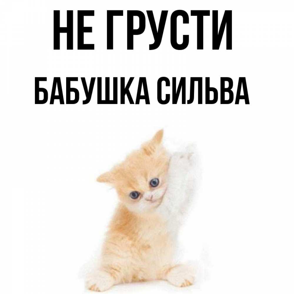 Открытка на каждый день с именем, Бабушка-Сильва Не грусти просящий кот Прикольная открытка с пожеланием онлайн скачать бесплатно 