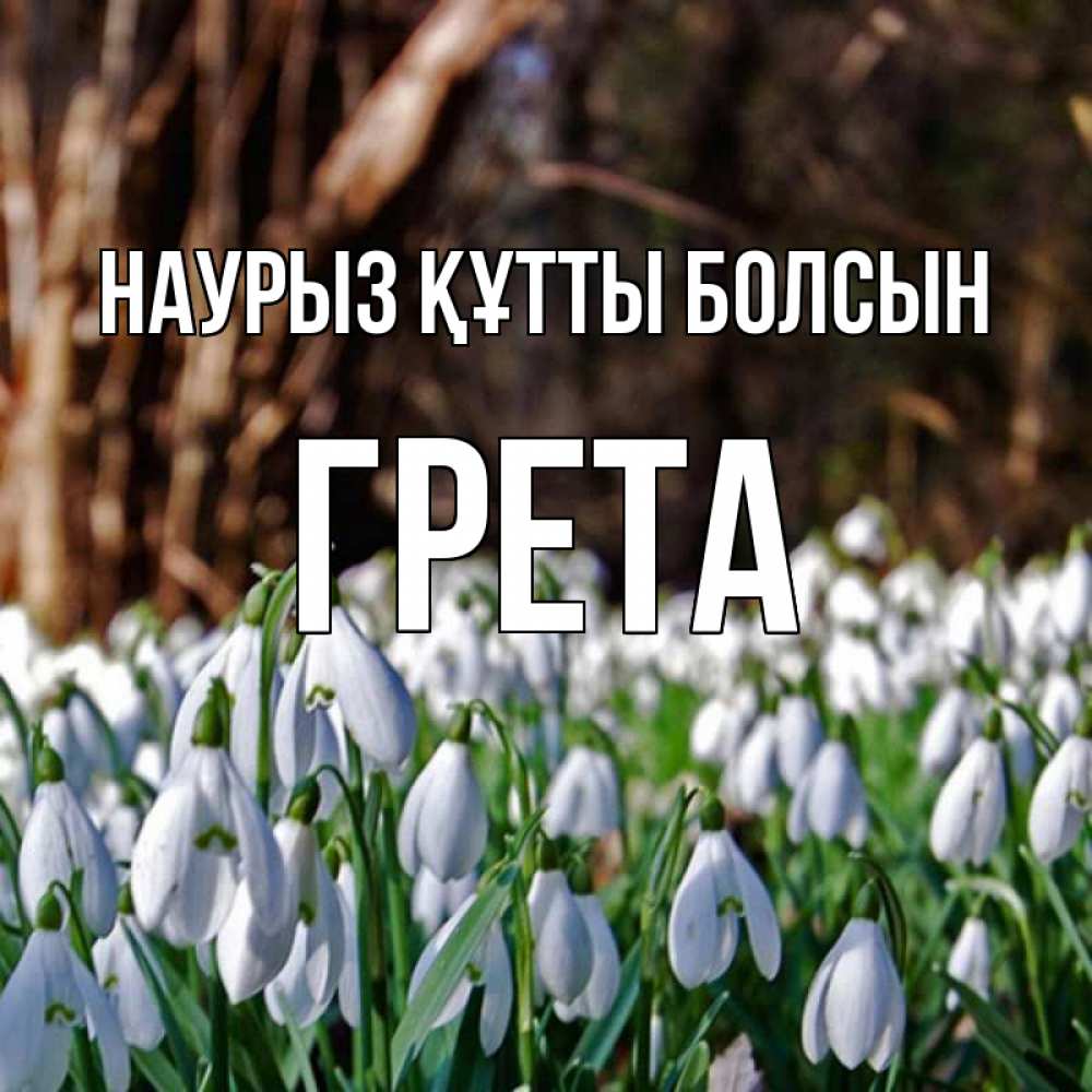 Открытка на каждый день с именем, Грета Наурыз құтты болсын с подснежниками 1 Прикольная открытка с пожеланием онлайн скачать бесплатно 