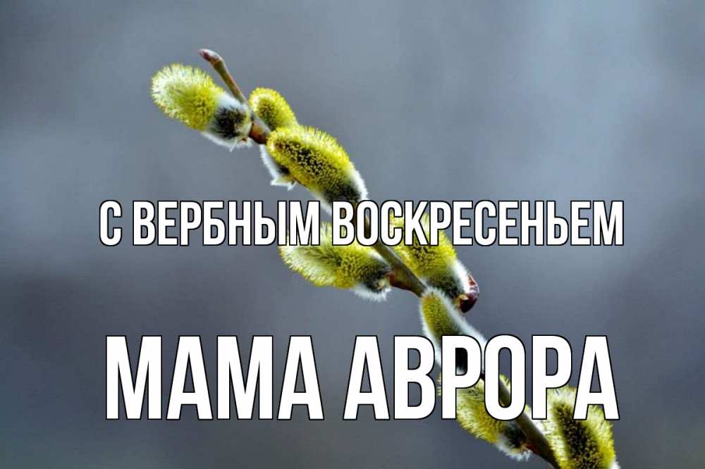 Открытка на каждый день с именем, Мама-Аврора С вербным воскресеньем верба Прикольная открытка с пожеланием онлайн скачать бесплатно 