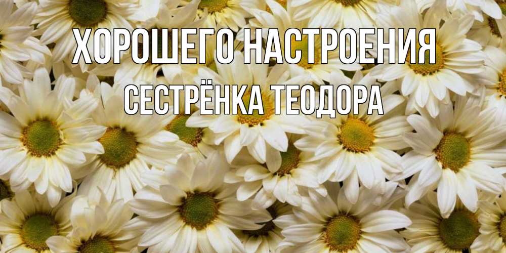 Открытка на каждый день с именем, Сестрёнка-Теодора Хорошего настроения крупные ромашки Прикольная открытка с пожеланием онлайн скачать бесплатно 