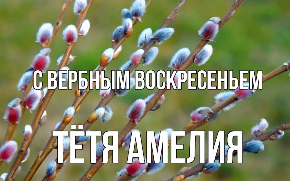 Открытка на каждый день с именем, Тётя-Амелия С вербным воскресеньем верба Прикольная открытка с пожеланием онлайн скачать бесплатно 