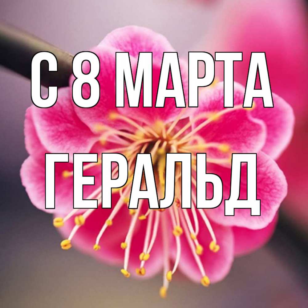 Открытка на каждый день с именем, Геральд С 8 МАРТА цветы Прикольная открытка с пожеланием онлайн скачать бесплатно 