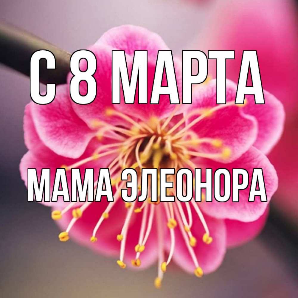 Открытка на каждый день с именем, Мама-Элеонора С 8 марта цветы Прикольная открытка с пожеланием онлайн скачать бесплатно 