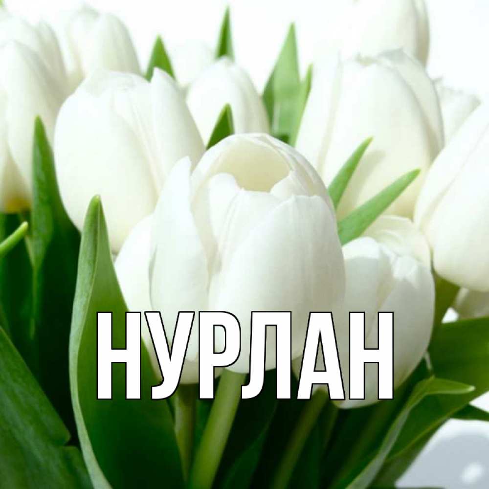 Открытка на каждый день с именем, Нурлан Главная цветы Прикольная открытка с пожеланием онлайн скачать бесплатно 