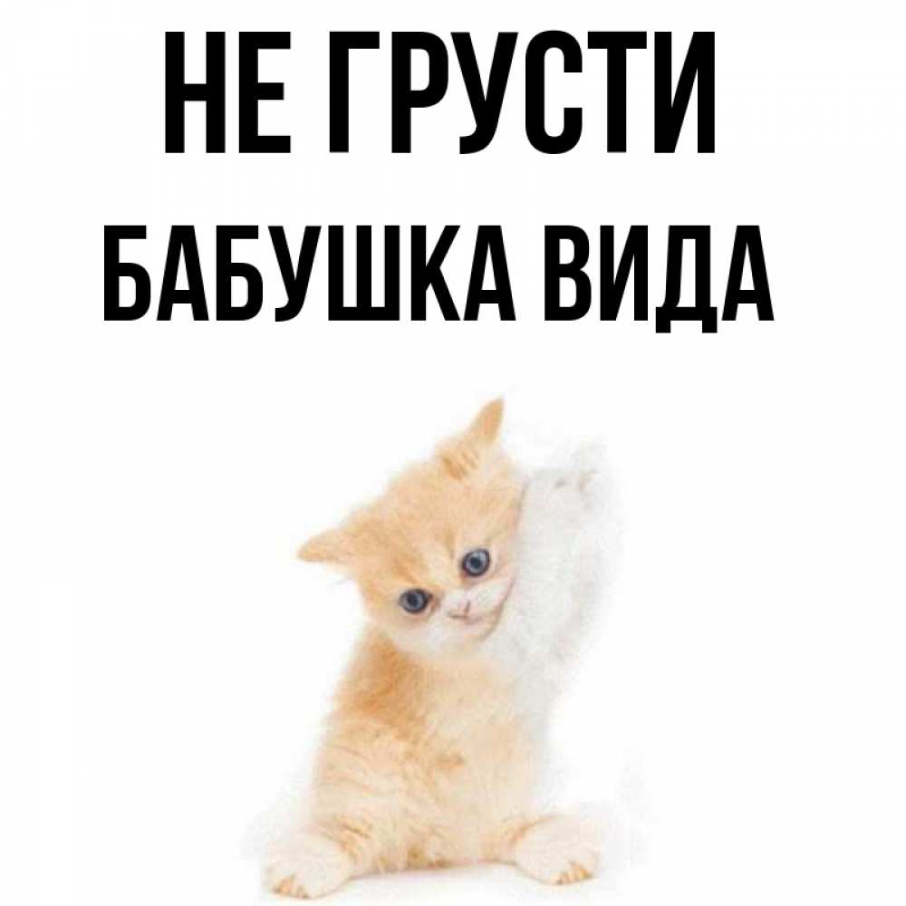 Открытка на каждый день с именем, Бабушка-Вида Не грусти просящий кот Прикольная открытка с пожеланием онлайн скачать бесплатно 