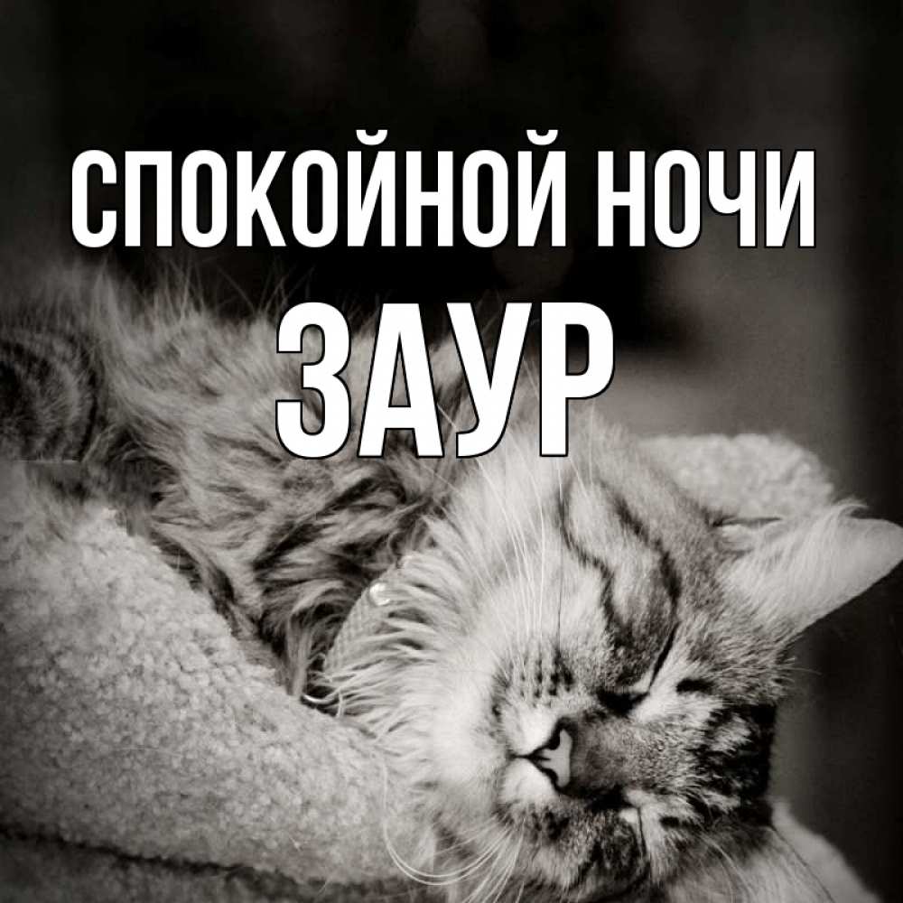 Открытка на каждый день с именем, Заур Спокойной ночи котярик пушистый Прикольная открытка с пожеланием онлайн скачать бесплатно 