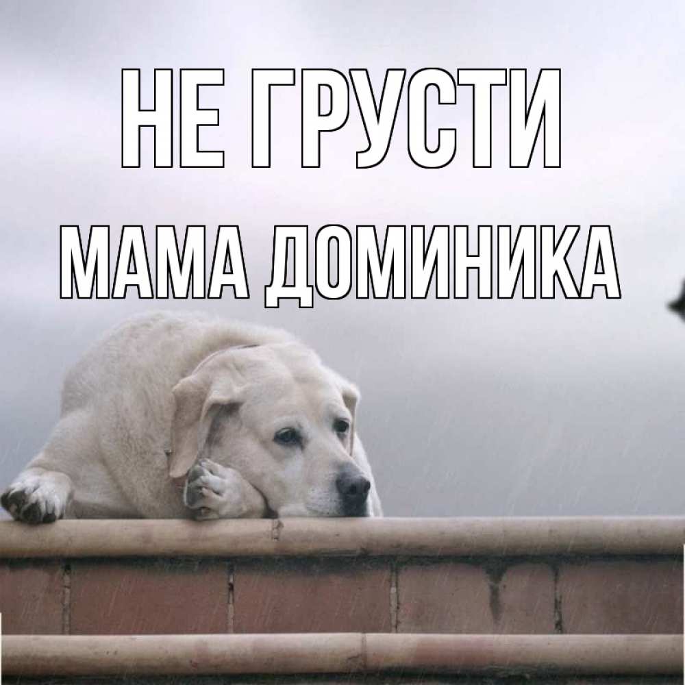 Открытка на каждый день с именем, Мама-Доминика Не грусти белый пес 1 Прикольная открытка с пожеланием онлайн скачать бесплатно 
