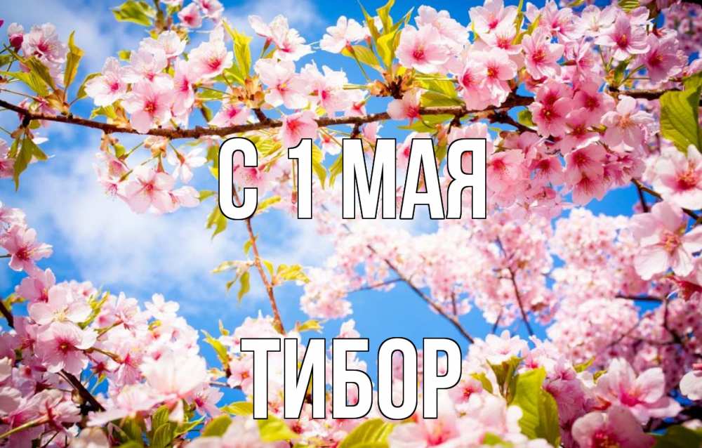 Открытка на каждый день с именем, Тибор С 1 мая С 1 мая Прикольная открытка с пожеланием онлайн скачать бесплатно 