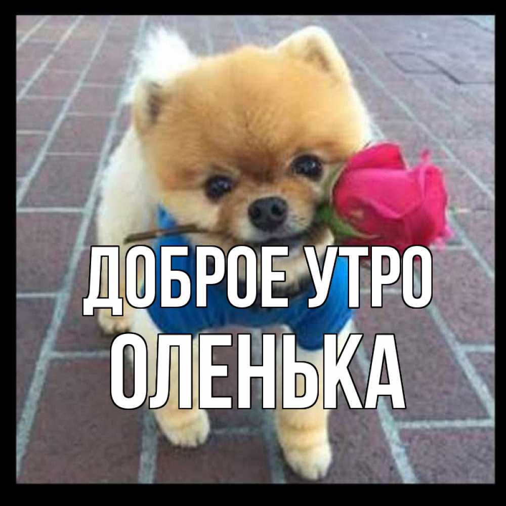 Открытка на каждый день с именем, оленька Доброе утро роза в зубах Прикольная открытка с пожеланием онлайн скачать бесплатно 