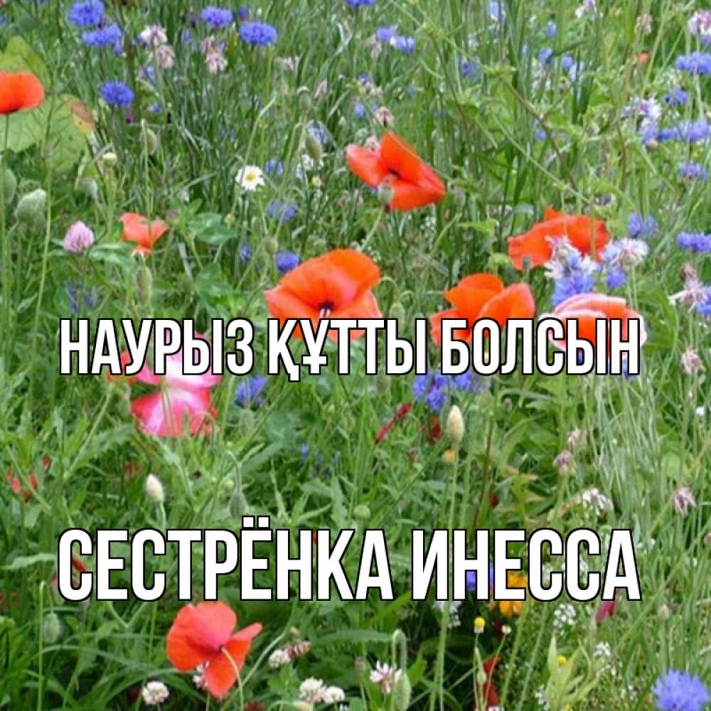 Открытка на каждый день с именем, Сестрёнка-Инесса Наурыз құтты болсын наурыз  4 Прикольная открытка с пожеланием онлайн скачать бесплатно 