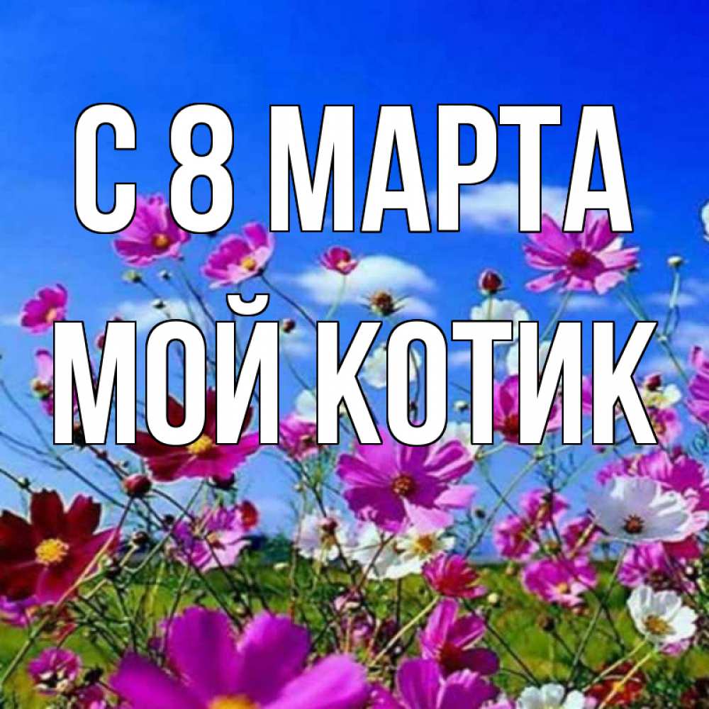 Открытка на каждый день с именем, мой-Котик С 8 МАРТА цветы Прикольная открытка с пожеланием онлайн скачать бесплатно 