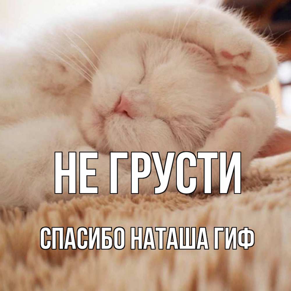 Открытка на каждый день с именем, СПАСИБО-НАТАША-ГИФ Не грусти белый кот Прикольная открытка с пожеланием онлайн скачать бесплатно 